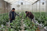 EU to send inspection delegation to VN over some agricultural exports