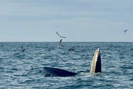 Whale sightings draw tourists to Vinh Hy Bay