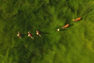 Photo of Vietnam sedge harvest honoured at international photo contest