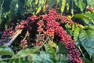 JICA unveils USD 75 million loan to strengthen Asia’s coffee supply chain