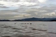 20 dolphins spotted playing at Hon Cau Marine Protected Area