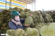 Can Tho launches campaign to boost durian sales