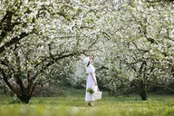 Plum blossoms blanket Moc Chau, drawing visitors