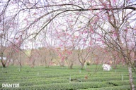 Dalat cherry blossom festival to offer diverse activities for visitors