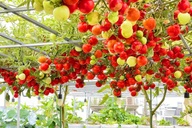 HCM City woman turns rooftop tomato garden into Tet photo spot