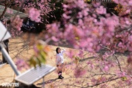 Cherry blossoms colour village on Dalat’s outskirts