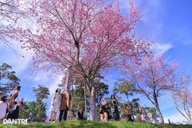 Hundreds of cherry blossom trees planted in central Dalat