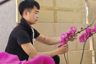 Tet rush boosts orchid arrangers’ earnings