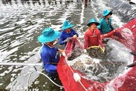 Vietnam's shrimp exports gain dual boost from key markets