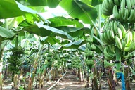Dong Nai launches 220-tonne fresh banana export