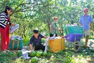 Vietnam ships first green pomelo consignment to Australia