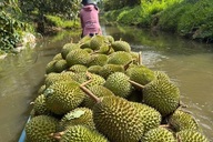 Dong Thap to hold first large-scale fruit festival in 2026
