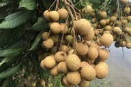 Hung Yen longan cultivation knowledge gains national heritage status