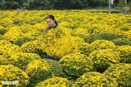 Vinh Long commune takes flowers, seedlings to TikTok Shop