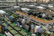 Vietnam launches online produce hub targeting Singapore market
