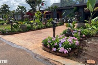 Dak Lak restaurant owner fined for planting 22 trees on pavement