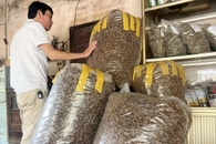 Cicada shells fetch nearly USD 80 per kilo in Gia Lai