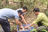 Ho Chi Minh City releases 84 rescued wild animals into forest