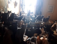 Giải cứu hơn 300 chú mèo bị nhốt trong một căn hộ nhỏ xíu