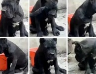 Chàng trai Trung Quốc bị bắt 10 ngày vì "đặt nhầm tên" cho chó