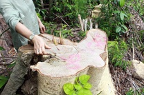 Thêm 3 đối tượng bị khởi tố vì “tàn sát” rừng già ở Phú Yên!