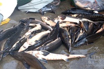 Doanh nghiệp Việt tiếp tay tẩu tán hàng chục tấn cá tầm Trung Quốc độc hại