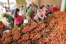 Giá nông sản lao dốc