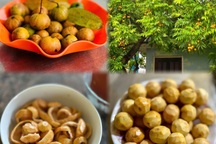 Mùa sấu chín lại về