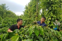 Phát triển thị trường carbon: Không chạy theo số lượng tín chỉ giá rẻ