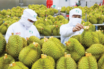 “Cởi trói” mã số vùng trồng: Mở rộng cánh cửa xuất khẩu nông sản Việt