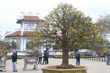 Nhiều cây mai thế độc, lạ khoe dáng ở xứ Huế