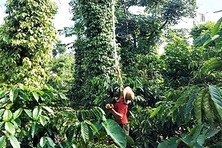 Hiệu quả nguồn vốn vay từ Ngân hàng Chính sách xã hội