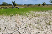 Vùng đồng bằng sông Cửu Long: Thích ứng để sống chung với biến đổi khí hậu