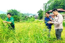 Ngậm trái đắng vì mua phải giống lúa giả