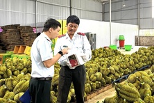Cơ quan chức năng kiểm tra đột xuất “thủ phủ” sầu riêng Đắk Lắk