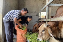 Nghệ An tập trung xóa “lõi nghèo” miền Tây