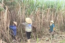 Quyết sách quan trọng kéo dài 7 năm giúp giảm nghèo miền Tây xứ Thanh