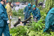 Hà Nội cần tái thiết cây xanh đô thị sau bão như thế nào?