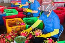 EU tăng tần suất kiểm tra với nông sản Việt Nam