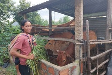 Hỗ trợ sinh kế theo nhóm cộng đồng giúp giảm nghèo bền vững