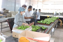 Xuất khẩu nông sản có thể lập kỷ lục 61 tỷ USD