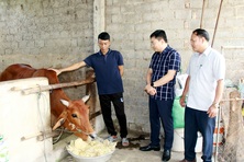 Hàng nghìn hộ dân vươn mình thoát nghèo nhờ dự án đa dạng hoá sinh kế