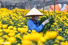 Làng hoa tất bật vào vụ tết