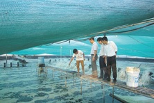 Sinh kế mới cho ngư dân - bài toán hỗ trợ chuyển đổi nghề