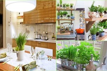 6 loại thảo mộc nên trồng trong nhà, vừa làm gia vị, vừa làm thuốc