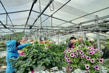 Đa dạng hoá sinh kế, phát triển các mô hình giảm nghèo bền vững