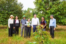 Nông dân huyện Khánh Sơn, Khánh Hòa thoát nghèo nhờ trồng sầu riêng