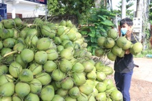 Xuất thô, nhập ngược: Bài học từ trái dừa và câu chuyện nông sản Việt