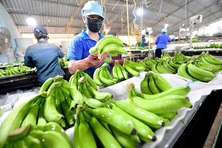 Xuất khẩu nông sản hướng đến mục tiêu 70 tỷ USD