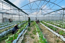 Khẩn trương tái sản xuất sau bão, lũ
